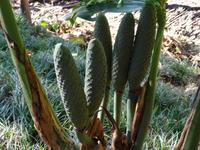 Botanischer Garten in Funchal - Paradiesfrucht
