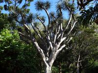 Botanischer Garten in Funchal - Drachenbaum