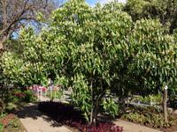 Botanischer Garten in Funchal - Akanthus