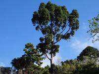 Botanischer Garten in Funchal - australische Konifere