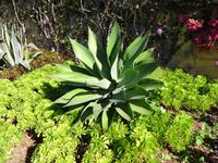 Botanischer Garten in Funchal