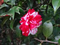 Blandys Garten - Kamelie