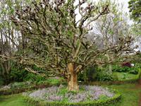 Blandys Garten in Funchal