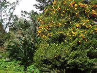 Blandys Garten in Funchal