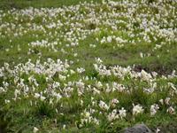 Blandys Garten in Funchal - Fresienwiese