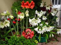 Blumenschmuck vor der Haustür