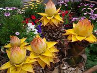 Funchal am Vortag des Festumzuges