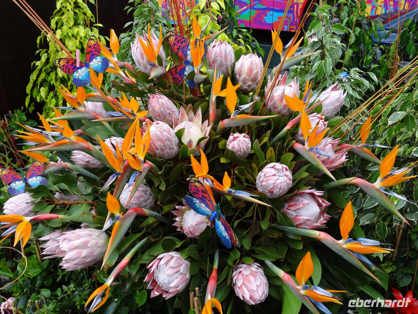 Funchal am Vortag des Festumzuges
