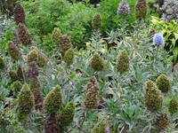 Botanischer Garten von Funchal - Natternkopf