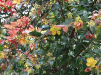 Botanischer Garten von Funchal - 