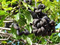 Botanischer Garten von Funchal - Lythraceae