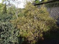 Botanischer Garten von Funchal - Feuerbaum