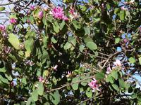 Botanischer Garten von Funchal - Orchideenbaum
