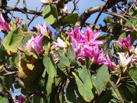 Botanischer Garten von Funchal - Orchideenbaum