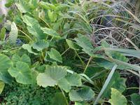 Levada Wanderung - Jamswurzel mit Zuckerrohr