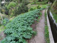 Levada Wanderung - Kartoffelanbau