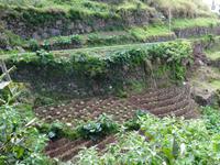 Levada Wanderung - Gemüsefelder