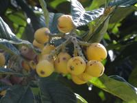 Levada Wanderung - Mispeln