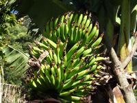 Levada Wanderung - Bananen