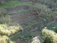 Levada Wanderung - Gemüsefelder