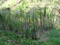 Levada Wanderung - Zuckerrohr