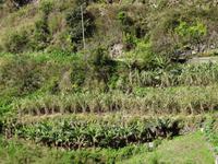 Levada Wanderung - Gemüsefelder
