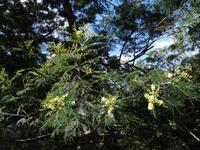 Levada Wanderung - Mimosen