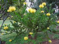 Quinta do Palheiro - südafrikanische Kap - Rosen