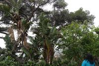 keine Palme - eine Strelizie!