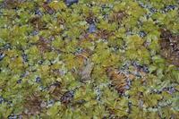 in der Bildmitte ein kleiner Frosch