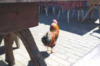 der portugiesische Hahn (am kalten Bach sonnt er sich)