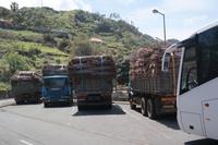 Zuckerrohr wartet auf seine Verarbeitung