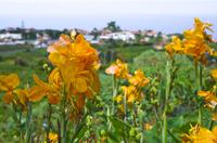 Orchideen in Santana