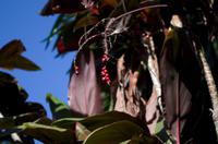 im Botanischen Garten in Funchal