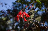 im Botanischen Garten in Funchal