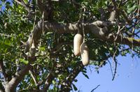 Leberwurstbaum im botanischen Garten von Funchal