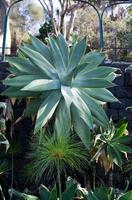 im Botanischen Garten in Funchal