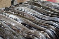 schwarzer Degenfisch