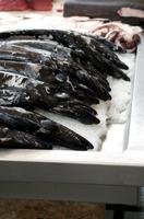 schwarzer Degenfisch