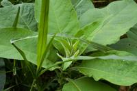 Levada Wanderung bei Machico