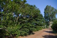 Kamelienbäume Palheiro Gardens