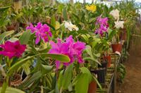 Quinta da Boa Vista Orchideensammlung