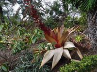 Botanischer Garten von Funchal - Promelia