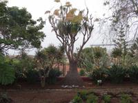 Botanischer Garten von Funchal - Elefantenfuss