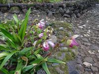 Botanischer Garten von Funchal - Frauenschuh