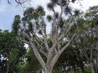 Botanischer Garten von Funchal - Drachenbaum