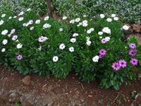 Botanischer Garten von Funchal - Mittagsblume