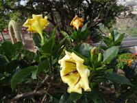 Botanischer Garten von Funchal -Solandra
