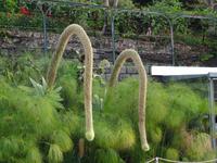 Botanischer Garten von Funchal - Schwanenhals