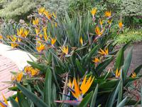 Botanischer Garten von Funchal -Strelizien